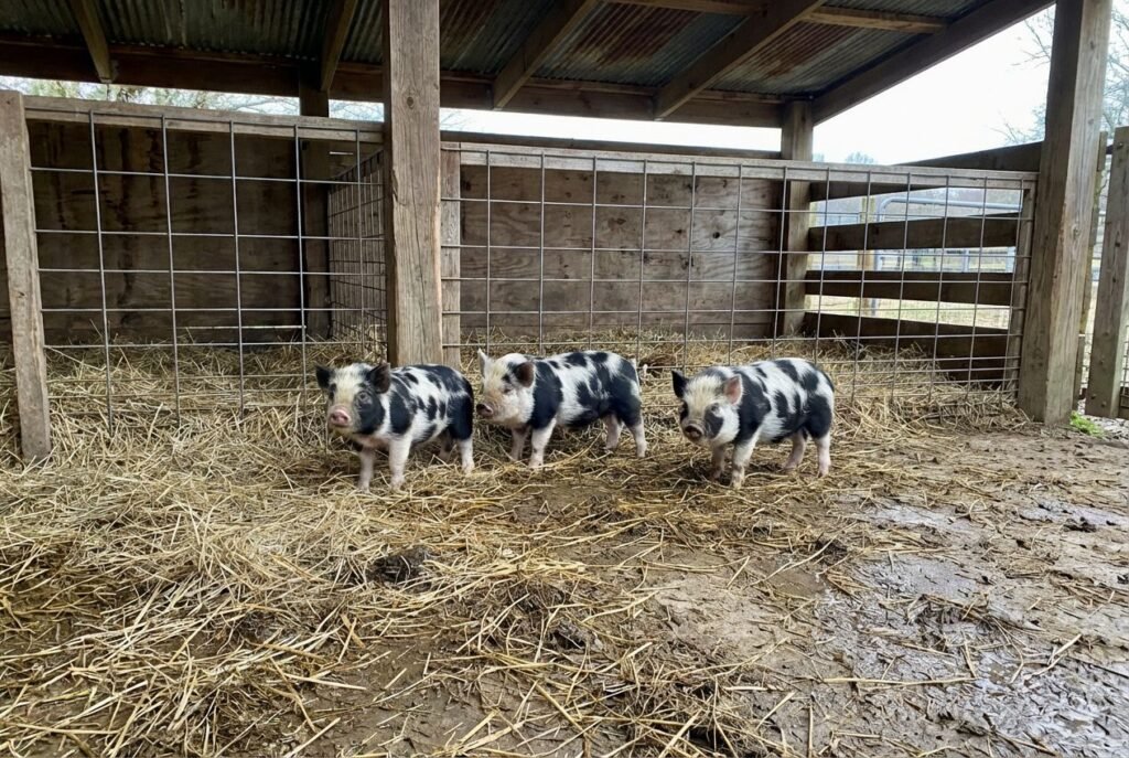 Three black‑and‑white spotted piglets standing on straw inside a covered wire‑panel pen at The Mustard Ranch near Lexington, Nebraska