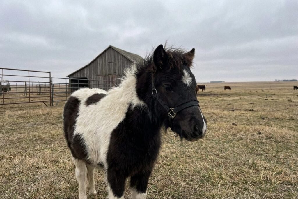 Black and white pinto mini pony colt wearing a black halter standing in pasture at The Mustard Ranch near Lexington, Nebraska