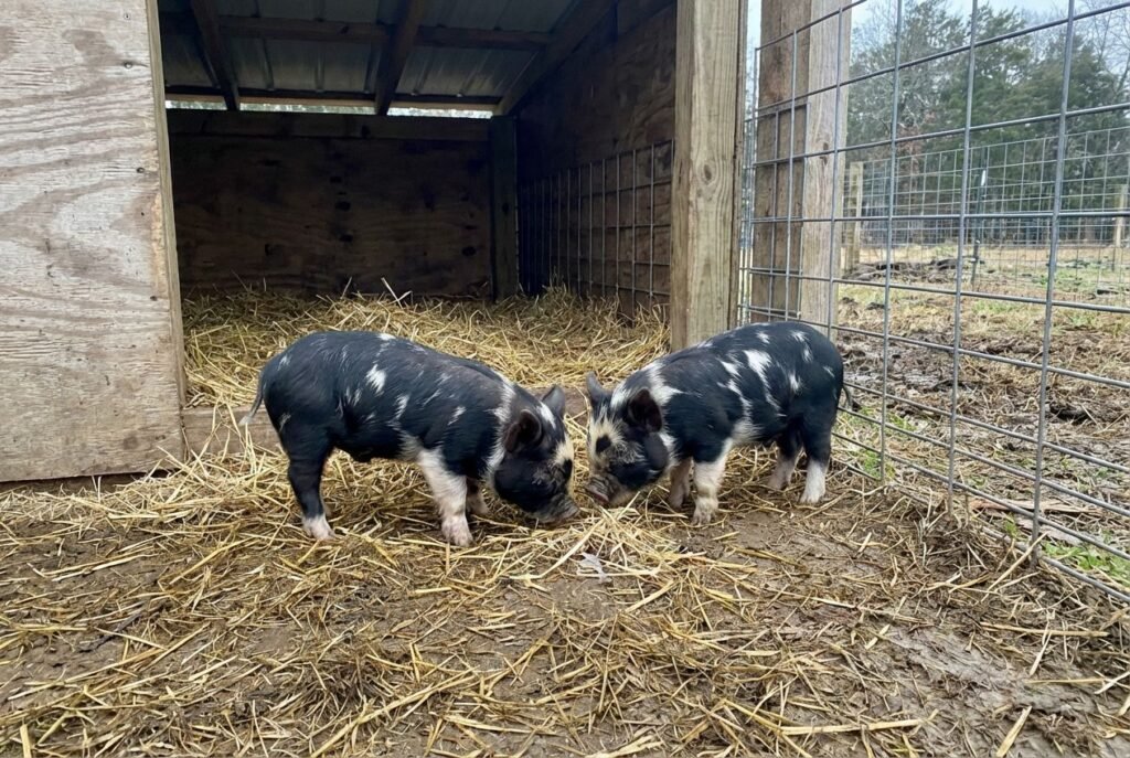 Black & White piglets touching noses on straw near a wooden shelter wall at The Mustard Ranch in Lexington, Nebraska