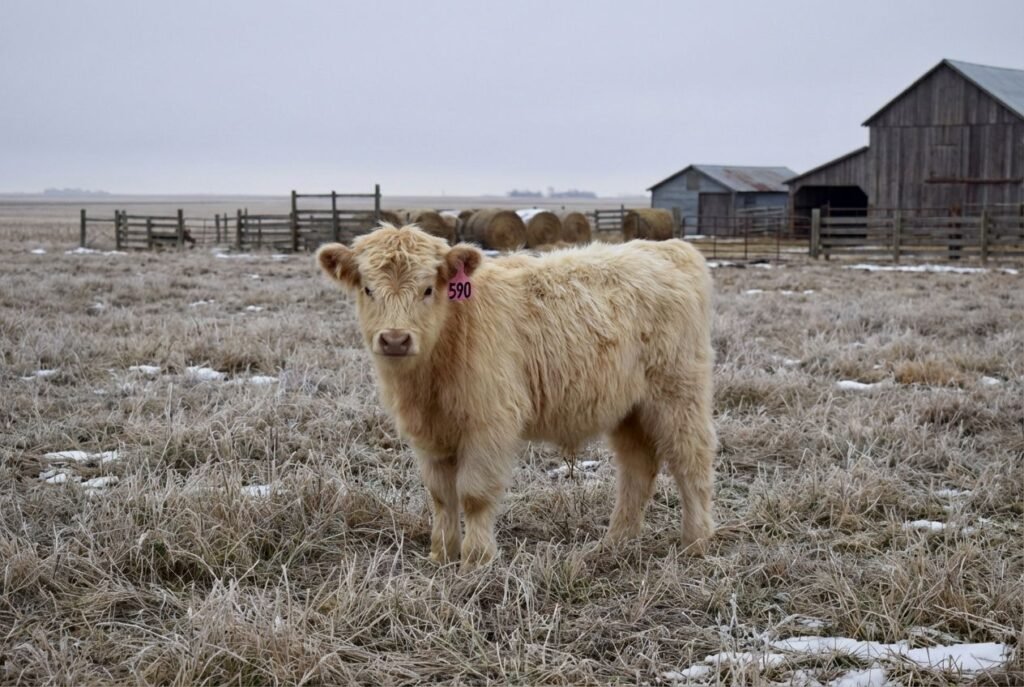 Cream/yellow Mini Highland calf with a pale muzzle wearing ear tag 590, standing in a fenced winter pasture at The Mustard Ranch near Lexington, Nebraska
