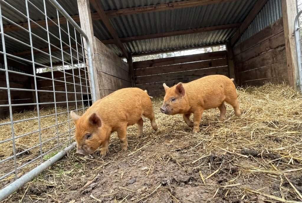 Two ginger‑brown mottled piglets standing beside a small hay pile in a covered pen with straw bedding at The Mustard Ranch near Lexington, Nebraska