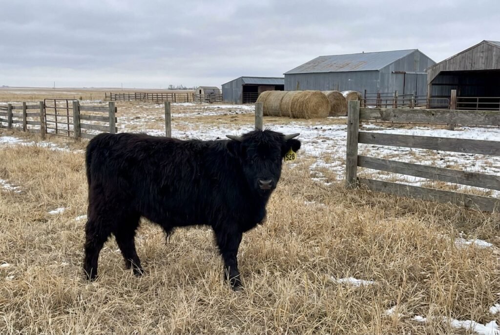 Solid black Mini Highland calf with ear tag 528 standing in tall dry grass in a fenced pasture near Lexington, Nebraska