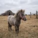 Silver dapple mini pony filly wearing a pink halter standing in pasture at The Mustard Ranch near Lexington, Nebraska