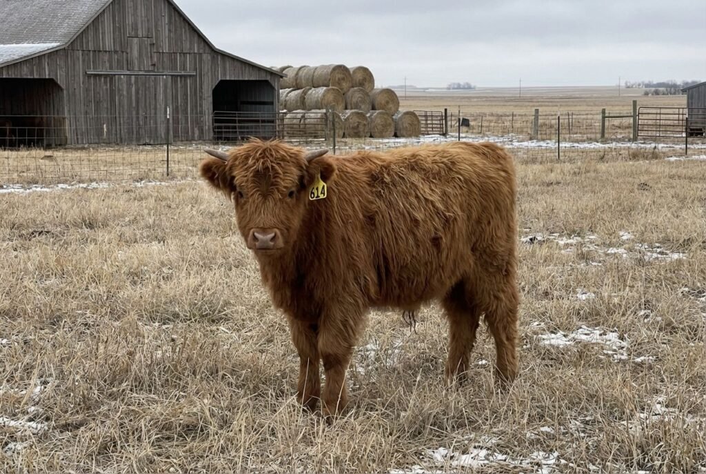 Red Mini Highland calf with a lighter muzzle wearing ear tag 614 standing broadside in pasture near Lexington, Nebraska