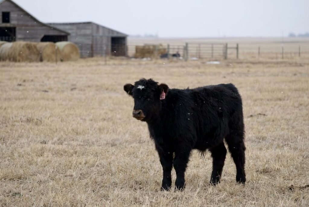 Black Mini Highland calf with a small white star on its forehead standing in pasture near Lexington, Nebraska