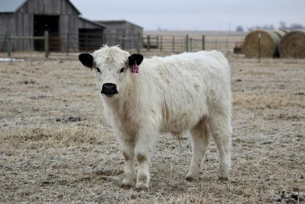 White Mini Highland calf with black ears and dark nose wearing ear tag 472, standing in a ranch pen at The Mustard Ranch near Lexington, Nebraska