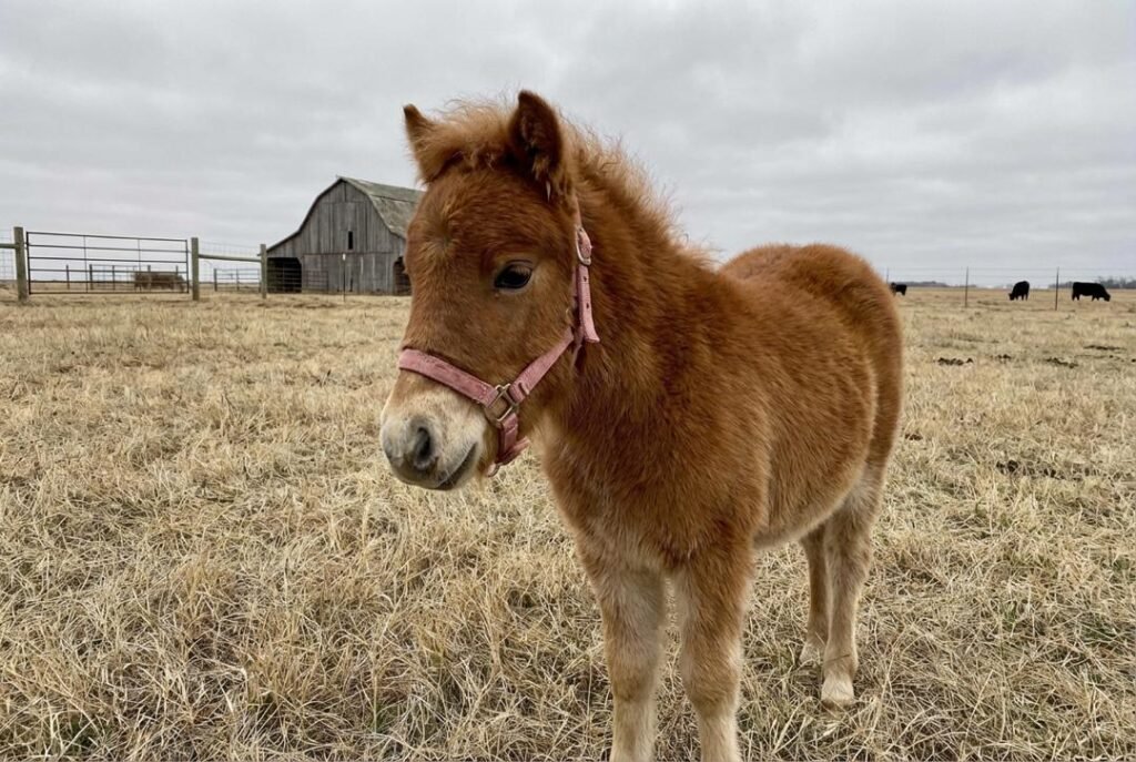 Small chestnut pony wearing a light pink halter standing in a pasture with barn and fencing at The Mustard Ranch near Lexington, Nebraska