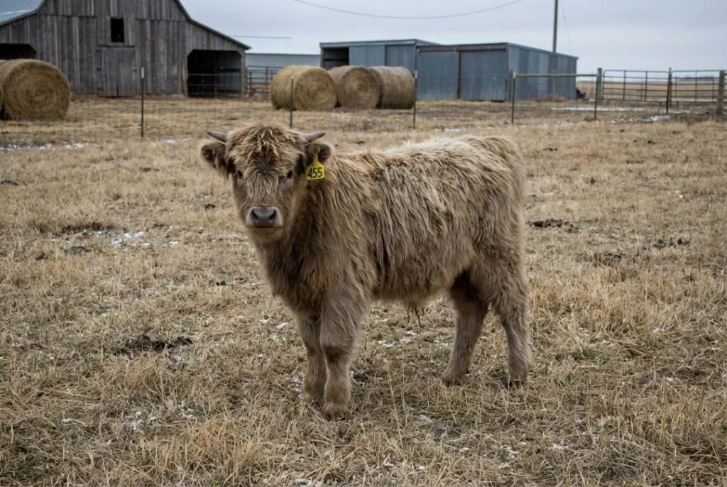 Light dun Mini Highland calf with a darker nose wearing ear tag 455, standing in a fenced pasture at The Mustard Ranch near Lexington, Nebraska