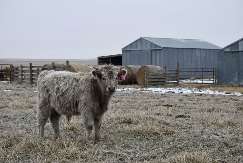 Silver/gray roan Mini Highland calf with ear tag 425 standing near farm buildings at The Mustard Ranch in Lexington, Nebraska