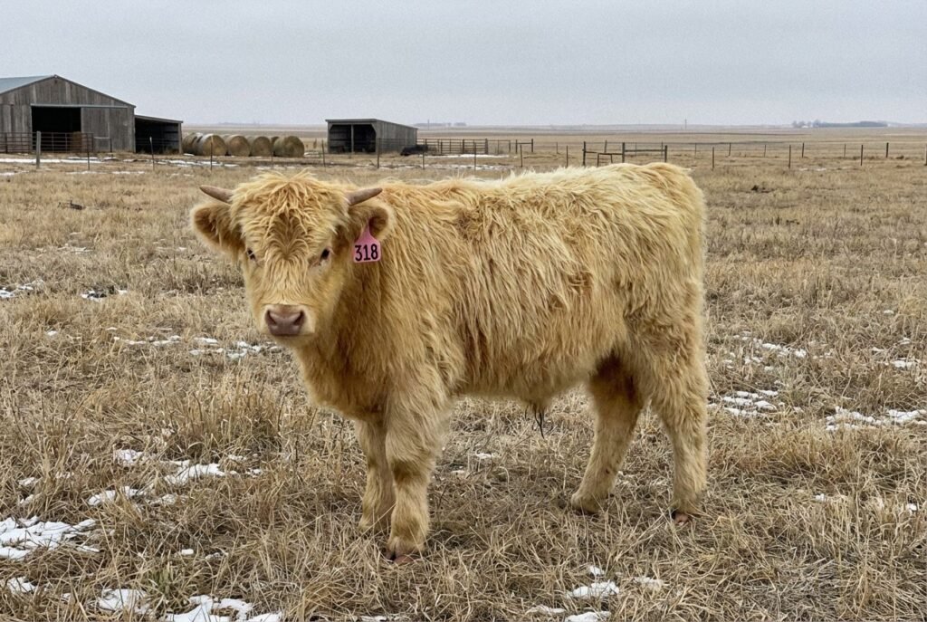 Light yellow Mini Highland bull calf in profile wearing ear tag 318, standing in a winter pasture at The Mustard Ranch near Lexington, Nebraska