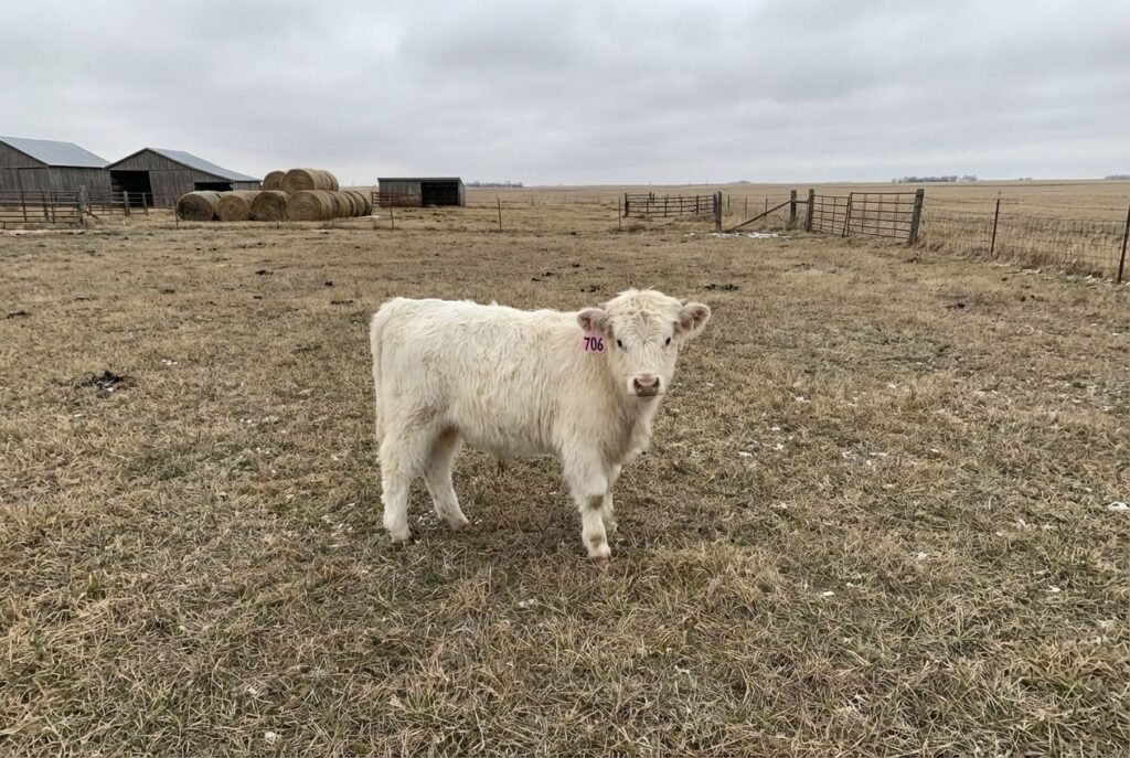 White Mini Highland calf wearing ear tag 706 standing in a pasture with hay bales and barns near Lexington, Nebraska