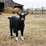 Black Nigerian Dwarf doeling with a clean white forehead blaze, speckled white muzzle, and white socks standing near hay bales at The Mustard Ranch in Lexington, Nebraska