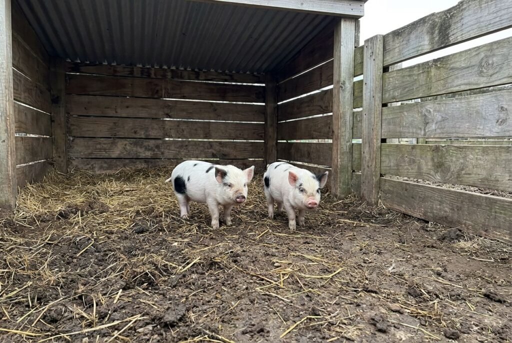 Two white piglets with black spots standing on muddy ground with straw inside a wooden shelter pen at The Mustard Ranch near Lexington, Nebraska