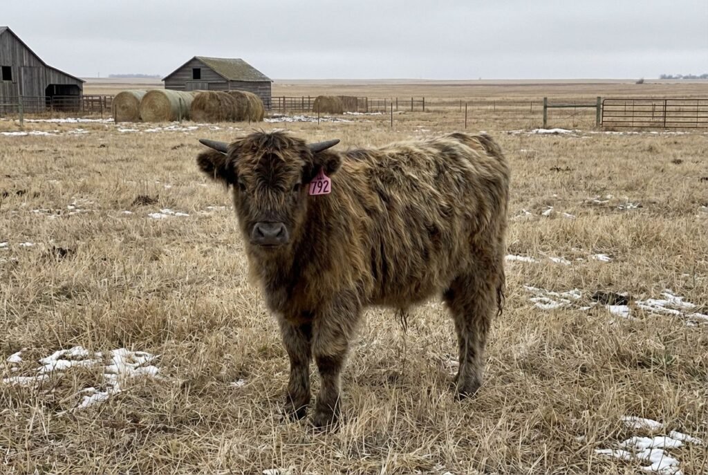 Brindle‑toned Mini Highland calf with a darker face wearing ear tag 792, standing in an open pasture near Lexington, Nebraska