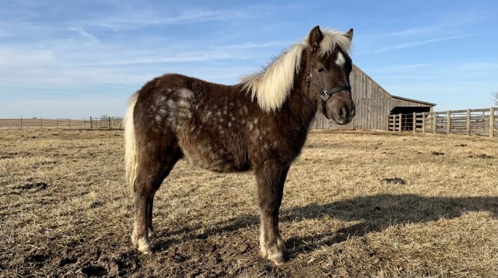 Small dappled pony with a long blond mane and tail wearing a black halter, standing in a dry pasture near a barn at The Mustard Ranch in Lexington, Nebraska